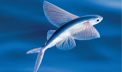 Cá Chuồn Cồ Nướng / Lẩu